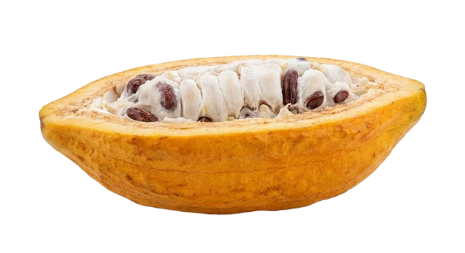 Cacao